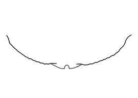   Anthidium oblongatum  male, diagram showing the dorsal view of the sixth tergite (T6), diagram from Gonzalez and Griswold 2013 

